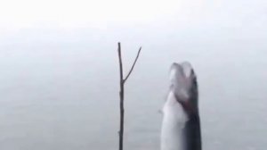 Рыбалка с Нормундом Грабовскисом   Ловля форели