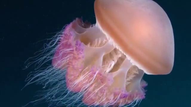 5 Фактов об океани смотреть онлайн