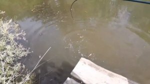 Платная рыбалка в Саратовской обл пруд "Черноморец " Vip зона - 2017г