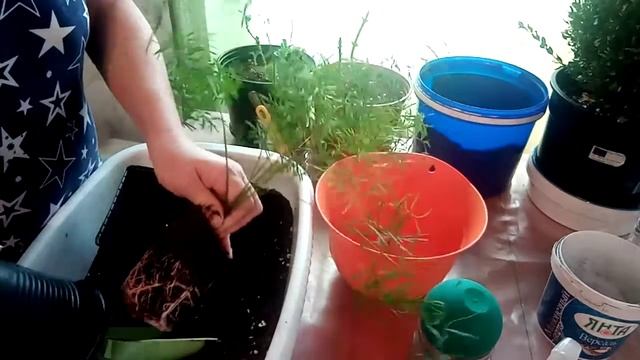 ☝ АСПАРАГУС СПРЕНГЕРИ ? от семени ? до пересадки смотреть онлайн