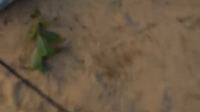 Эстония мянику конский волос смотреть онлайн