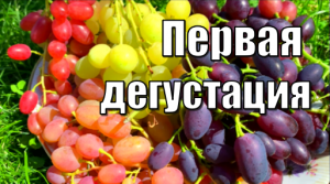 Самые ранние сорта винограда у меня на участке. Первая дегустация /Сорта винограда
