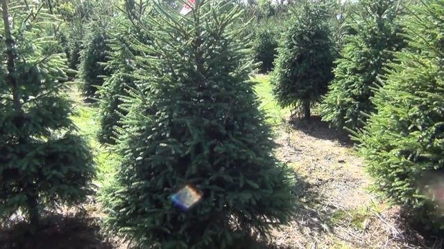 16053 Ель стриженая срезанная смотреть онлайн