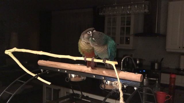 Подготовка ко сну попугаев. Зеленощекие пирурры. Ссылка на кроватку-гамак в описании к видео. смотреть онлайн
