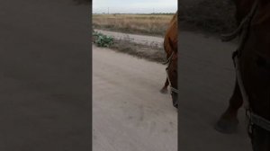 как мы НЕ дошли до Лебединого озера. станица Должанская. А попали на Лошадиное поле😲
