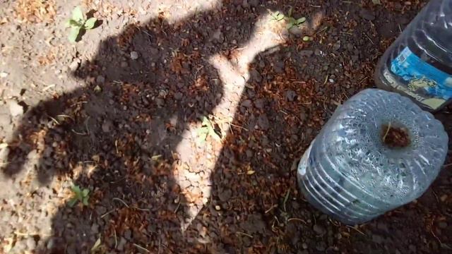 Супер рассада подросла ,итоги. смотреть онлайн