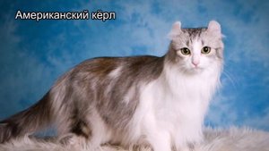 топ 10 самых дорогих пород кошек. Самые дорогие кошки, цена указана