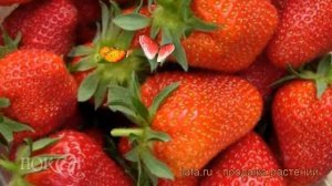 Земляника садовая Феличита (felicita) ? обзор: как сажать, рассада земляники Феличита