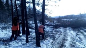 валка деревьев бензопилой xускварна 365 xp