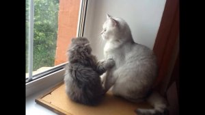 Love story! Смешные и милые коты. Жизнь шла своим чередом, пока не появилась ОНА. :)