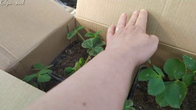 Клубника. Где купить хорошие саженцы. смотреть онлайн
