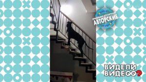 Пунктуальный дог Эдик. Видели видео? Фрагмент выпуска от 25.12.2022