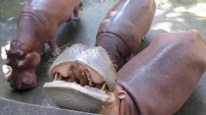 Кормление бегемотов