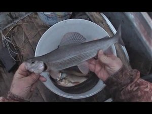 23.05.2020 \ Проверка продольников \ Печора кормит