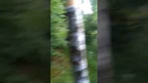 Снимаем кору с березы