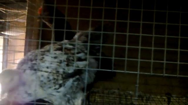 Деревенские куры -молодки