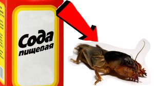 Как избавиться от медведки За 3 Секунды!