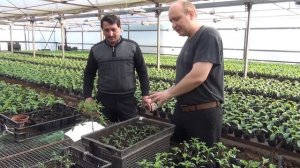 Удобрений при выращивании рассады томата. СУПЕР ПОДКОРМКА!!!