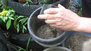 Пересадка взрослой стевии на зиму