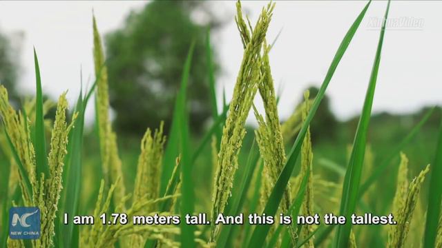 2-meter-high hybrid rice grows well in China's Chongqing смотреть онлайн