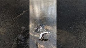 Черепахи зимой