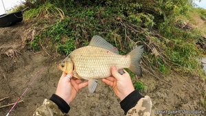 Огромные караси в пересыхающей речушке! Сменил место и попёрло! Рыбалка на фидер! Это ещё не конец!
