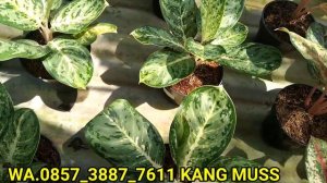 CUCI GUDANG ‼️🌱 PROMO AGLONEMA HARGA MLETRE TERMURAH KHAS PEDESAAN 😍💞