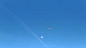 Николаевские голуби Бабочка ?????