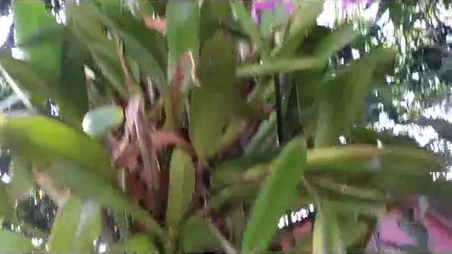 Cattleya skinneri (Queen of The Orchid) on the Tree смотреть онлайн