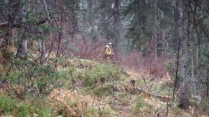 Охота в горах Хакасии