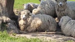 Племенные Овцы Ромни-марш! Разведение овец бизнес! Племенные ярки и бараны-производители