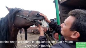 Что такое раздельное комбайнирование.| Как определить возраст лошади по зубам.