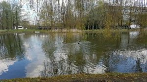 Германия 2020.  Природа.