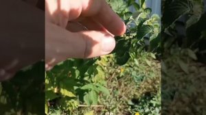 Ремонтантная малина Отем Трессуре (Отем Треже) с ягодами на побегах текущего года