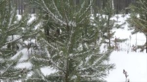 ? ВСЁ, ОТОХОТИЛСЯ!  прошептал Матвей, увидев огромного медведя шатуна/