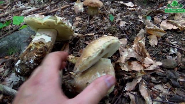 Vrganji 08 Juni 2020 смотреть онлайн