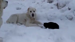 Бугай Алабай. Дружба крепкая не сломается.