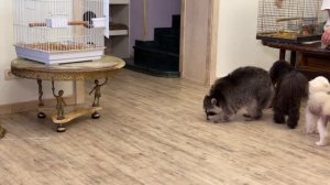 Evening zoo home. Вечерний зоо дом.