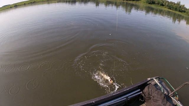 Погоняли ЩУКАРЕЙ на Томи. Июнь 2021 смотреть онлайн