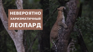 Харизматичный Леопард