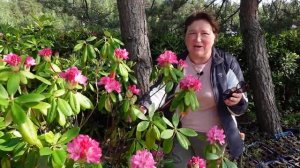 Как правильно выращивать рододендроны