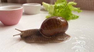 How to care for snails. Виноградные улитки дома. Мой завтрак ?