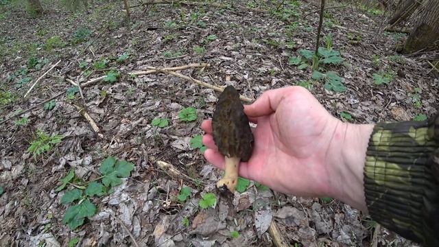 Сморчки! Огромный урожай весенних грибов!!! Беларусь