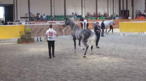 Конная Россия 2018 (Чемпионат лошадей Орловской рысистой породы)