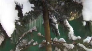 Сосны кедровые. Зима 2021.01