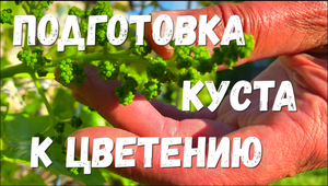 Цветение винограда. Как подготовить виноградный куст к цветению. Первые признаки цветения