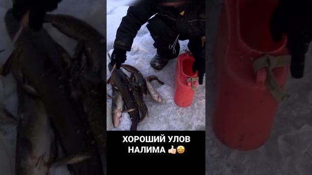 ХОРОШИЙ УЛОВ НАЛИМА #рыбалка #продольники #зима #рыбалкаудалась #рыбалканальду #лунка #трофей #нали