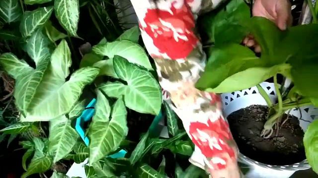 Syngonium Care Tips and Propagation | Arrow head @emzsantillan1207 смотреть онлайн