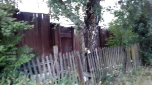 Красная черемуха