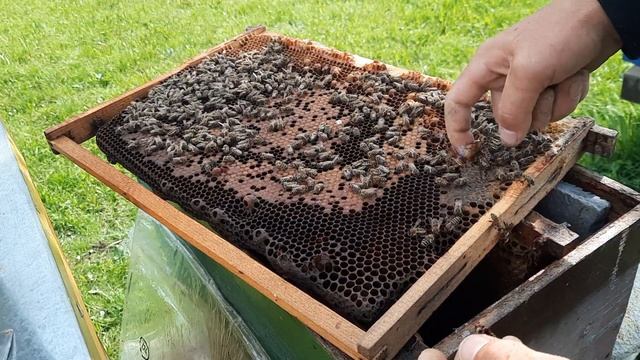 Introducerea botcilor din schimbare linistita de matca in roiuri. смотреть онлайн